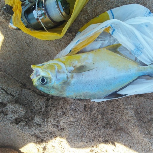 Foto da captura