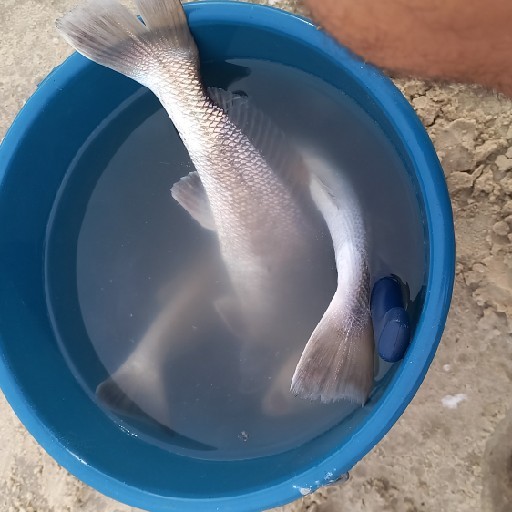 Foto da captura