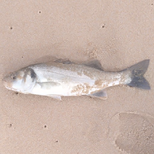 Foto da captura