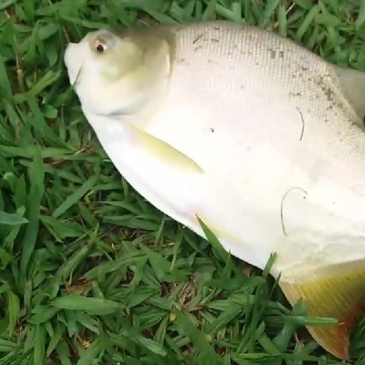 Foto da captura