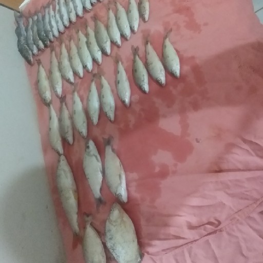 Foto da captura