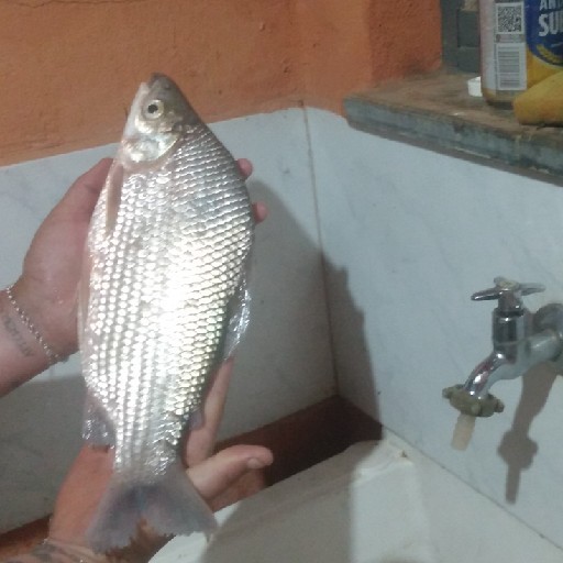 Foto da captura
