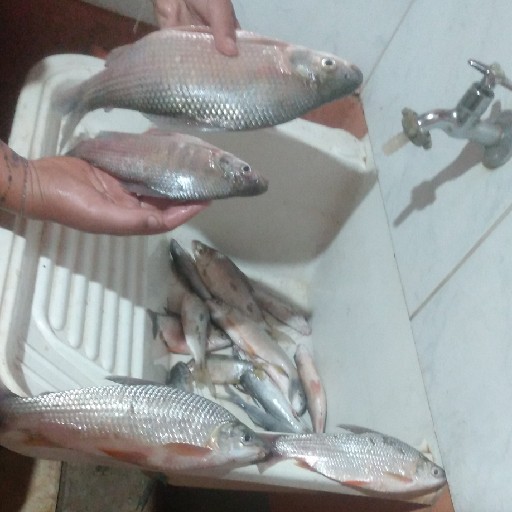 Foto da captura