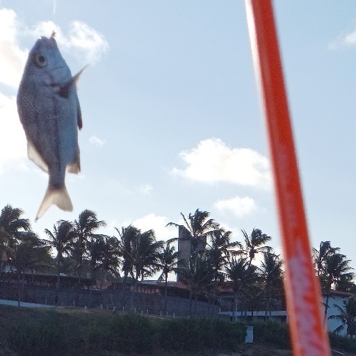 Foto da captura