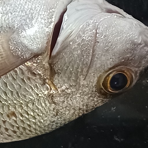 Foto da captura