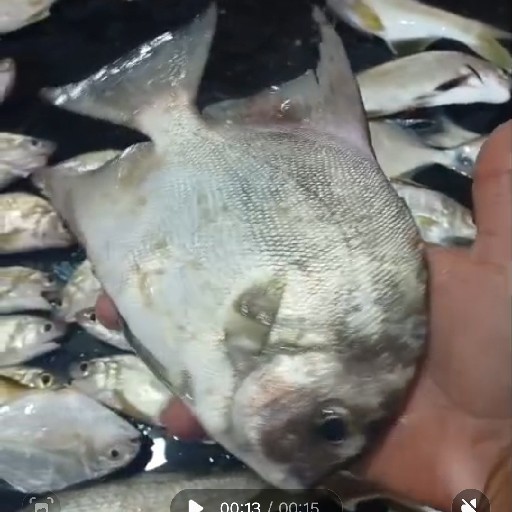 Foto da captura
